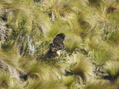 Geranoaetus melanoleucus