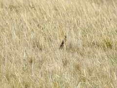 Anthus bogotensis
