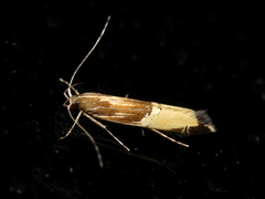 Labdia deliciosella