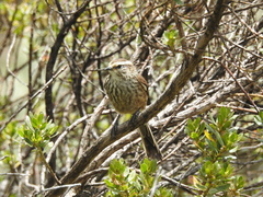 Leptasthenura andicola