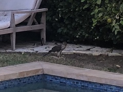 Accipiter cooperii