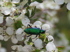 Lepturidea viridis