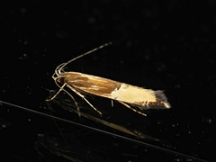 Labdia deliciosella
