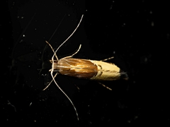 Labdia deliciosella