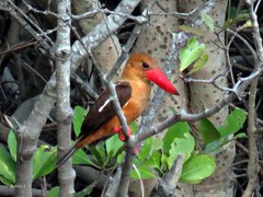 Pelargopsis amauroptera