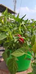 Capsicum annuum