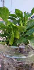 Capsicum annuum