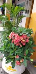 Euphorbia milii