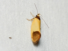 Coesyra