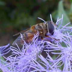 Eristalina
