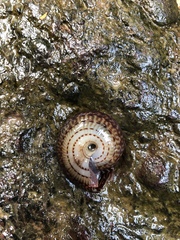 Solaropsis gibboni