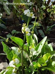 Echinodorus grisebachii