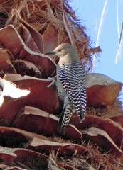 Melanerpes uropygialis