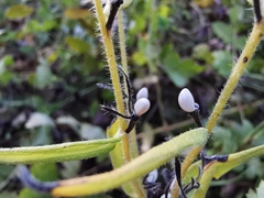 Lithospermum officinale