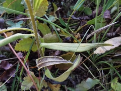 Lithospermum officinale
