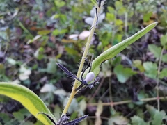 Lithospermum officinale
