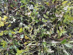 Lithospermum officinale