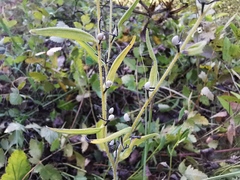 Lithospermum officinale