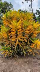 Codiaeum variegatum