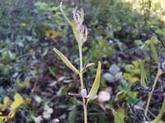 Lithospermum officinale