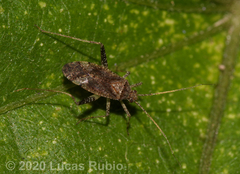 Phytocoris bonaeriensis