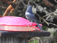 Diglossa lafresnayii