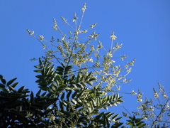 Styphnolobium