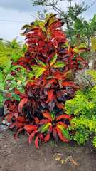 Codiaeum variegatum