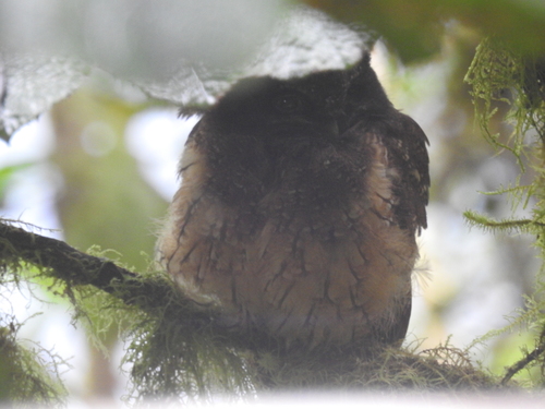 White-throated Screech Owl (Megascops albogularis), photo 9