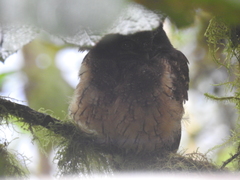 Megascops albogularis