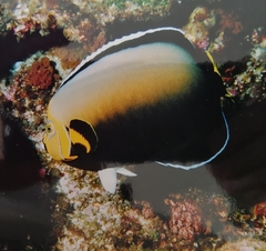 Chaetodontoplus conspicillatus