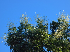 Styphnolobium