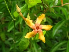 Mandevilla subsagittata