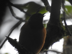 Conirostrum sitticolor