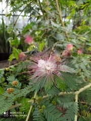 Calliandra magdalenae