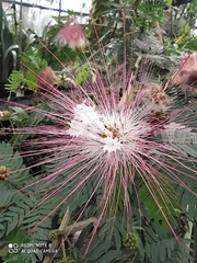 Calliandra magdalenae