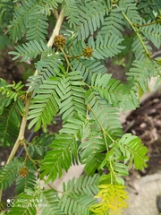 Calliandra magdalenae