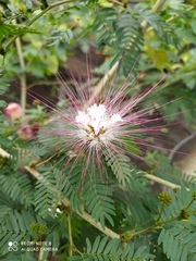 Calliandra magdalenae