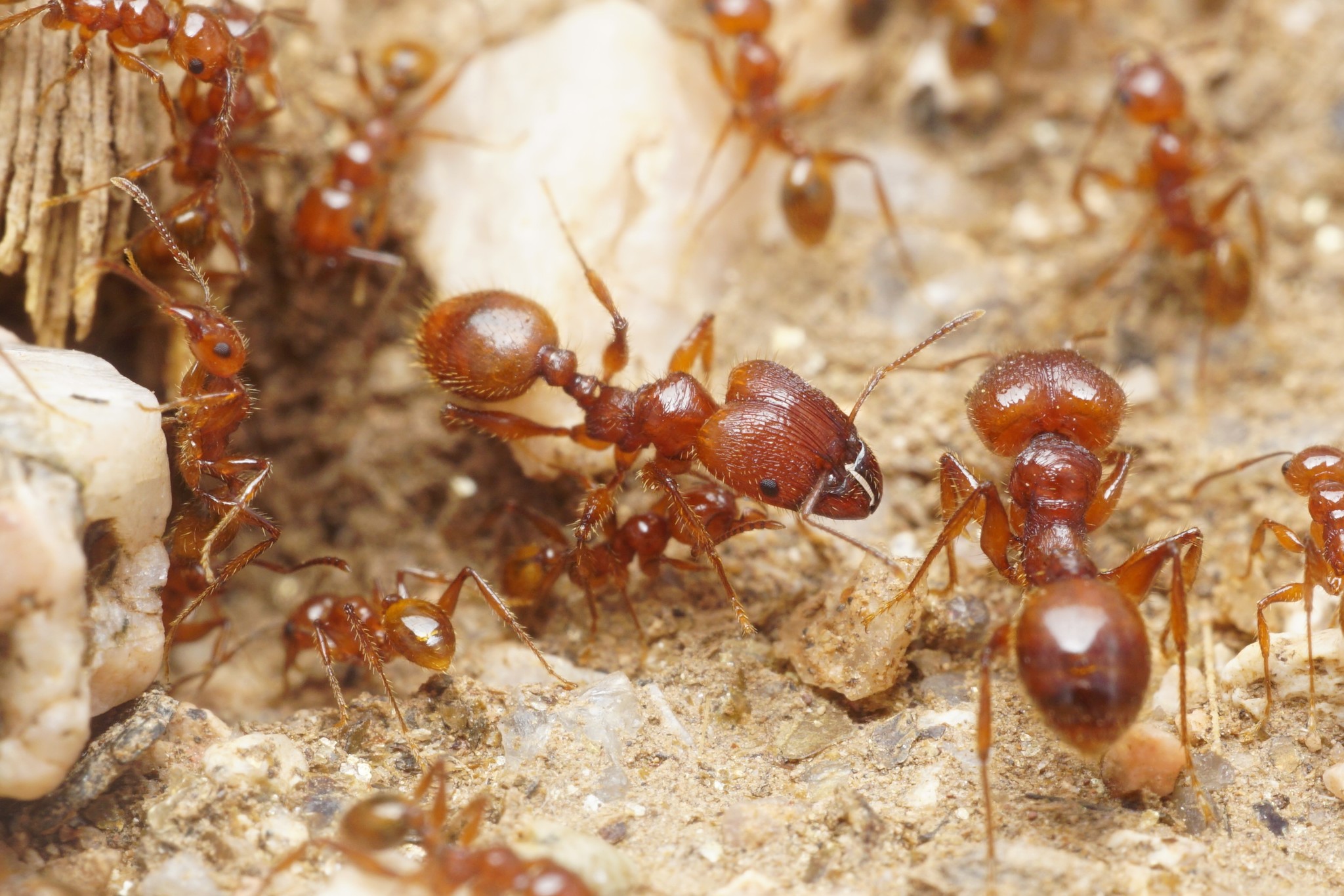 Pheidole titanis