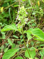 Ocimum campechianum