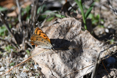 Lycaena ottomanus