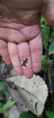 Micrathena guerini
