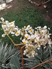 Begonia