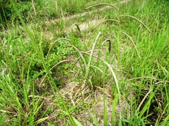 Paspalum virgatum