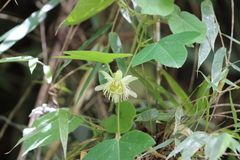 Passiflora vellozii