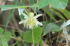 Passiflora vellozii