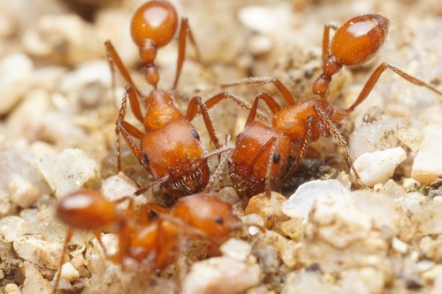 Maricopa Harvester Ant