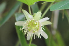 Passiflora vellozii