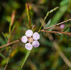 Euryomyrtus ramosissima ramosissima