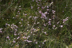 Euryomyrtus ramosissima ramosissima